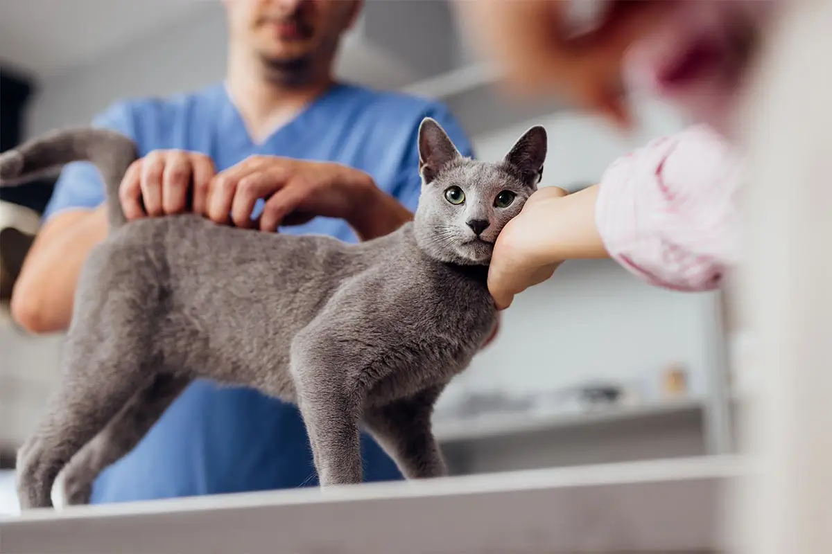 Comprehensive veterinary care with clarity and transparency Gray cat receiving veterinary care