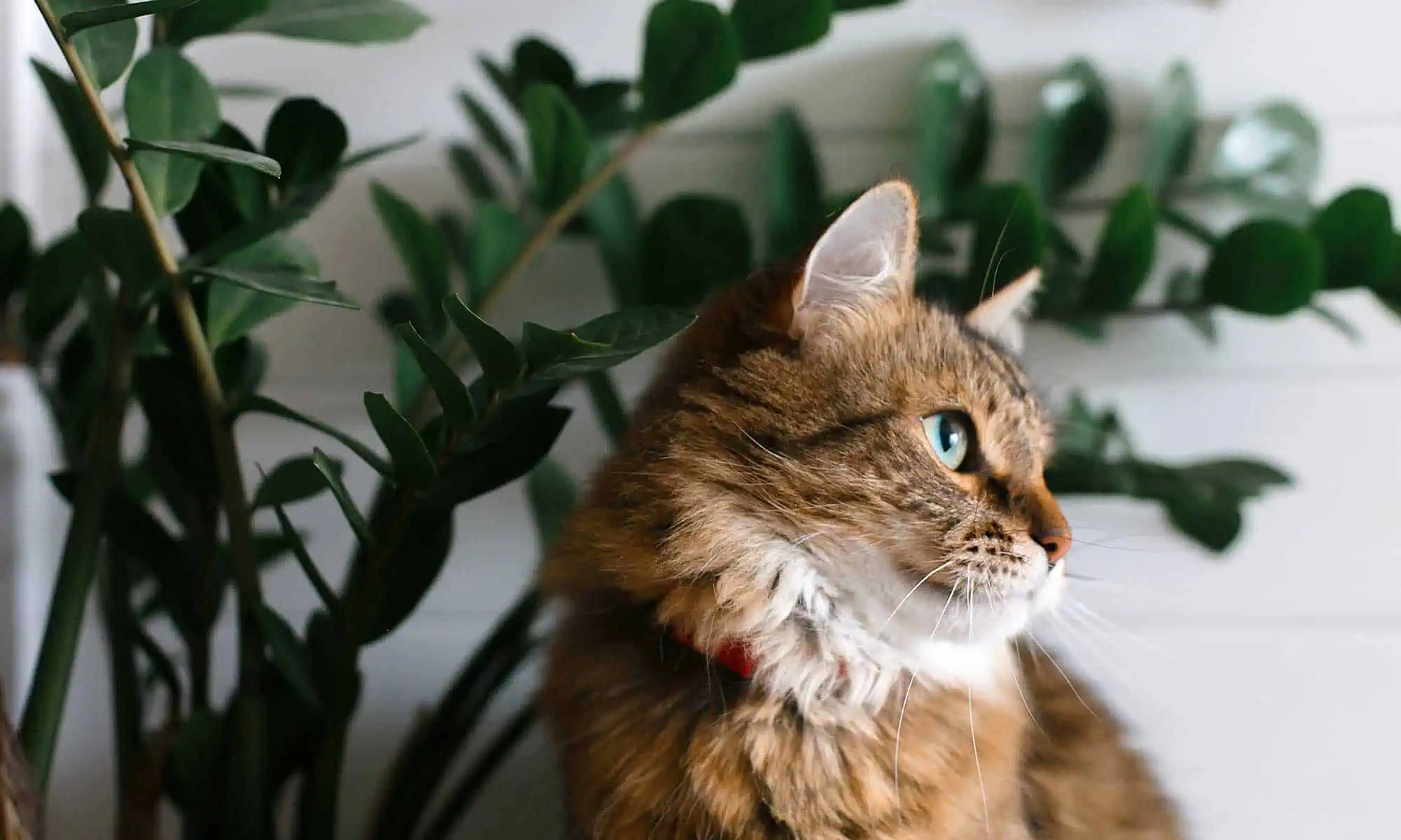 Comprehensive veterinary care with a focus on comfort at Vetopia Animal Health Fluffy cat sitting with a plant